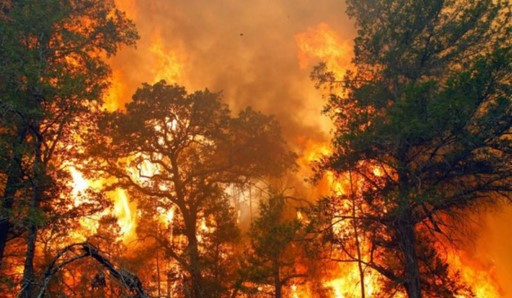 PEMBALAKAN LIAR/ILLEGAL LOGGING, PENAMBANGAN LIAR, PERUSAK LINGKUNGAN DSB YANG SEJENIS (TANPA AMDAL) ADALAH DAPAT DIMASUKAN/DIKATAGORIKAN GOLONGAN PELANGGARAN HAM BERAT/ GENUSIDA KARENA UJUNG2NYA MENGAKIBATKAN KEMATIAN ORANG BANYAK, OLEH KARENA ITU HUKUMANNYA = HUKUMAN MATI