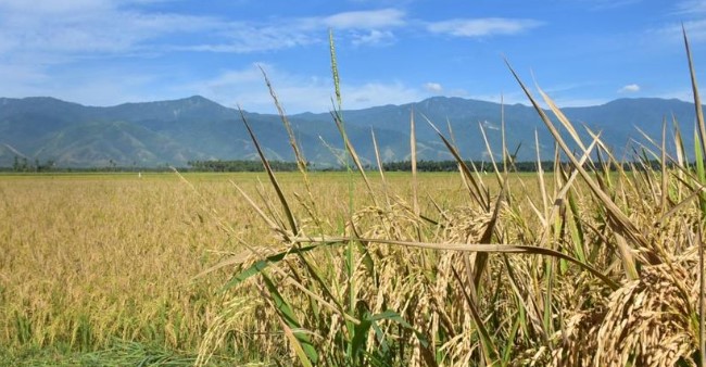 Partai Buruh dan SPI Mendesak Pelaksanaan Reforma Agraria Sejati dengan 6 Tuntutan
