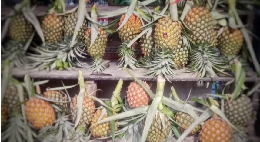 Nanas Gantang Sampit, Identitas Terlindungi Nilai Bertambah