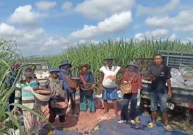 Lewat Program Bongkar Ratoon, Petani Tebu Lampung Utara Raih Kepastian Harga dan Untung Melimpah