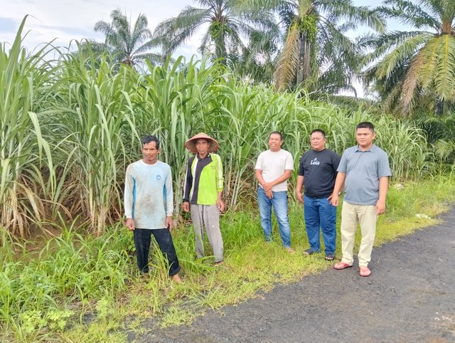 Top! Lampung Utara Sabet Peringkat 2 Nasional Perluasan Lahan Tebu Rakyat